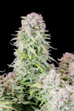 Afghan Kush Auto 1 pack Ferm - Image 7