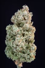 Afghan Kush Auto 1 pack Ferm - Image 2