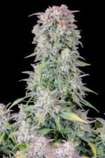 Afghan Kush Auto 1 pack Ferm - Image 5