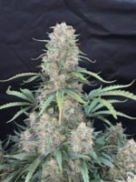 Afghan Kush Auto 1 pack Ferm - Image 3