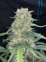 Afghan Kush Auto 1 pack Ferm - Image 4