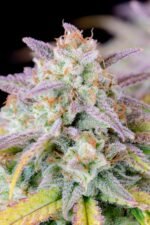 Afghan Kush Auto 1 pack Ferm - Image 8