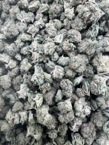 Mango x Guava Gelato Licensed Mixed Light Smalls