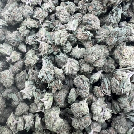 Mango x Guava Gelato Licensed Mixed Light Smalls