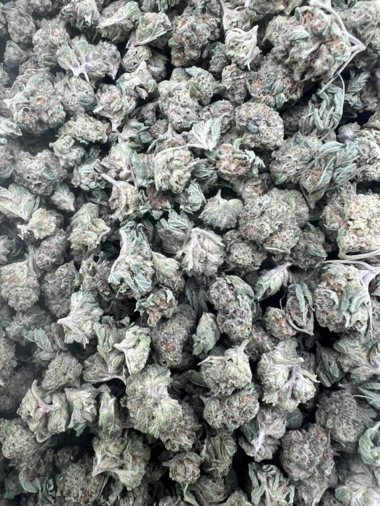 Mango x Guava Gelato Licensed Mixed Light Smalls