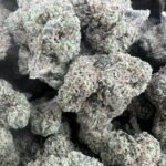 Black Cherry Gelato Licensed Mixed Light