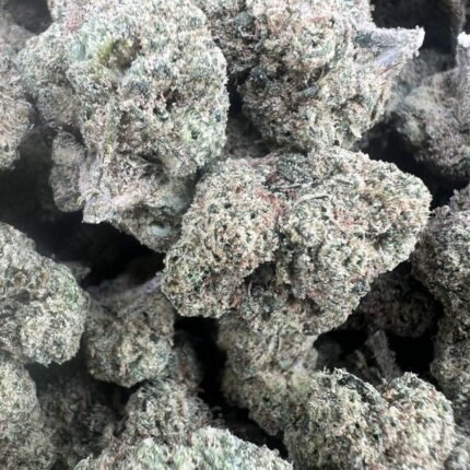 Black Cherry Gelato Licensed Mixed Light