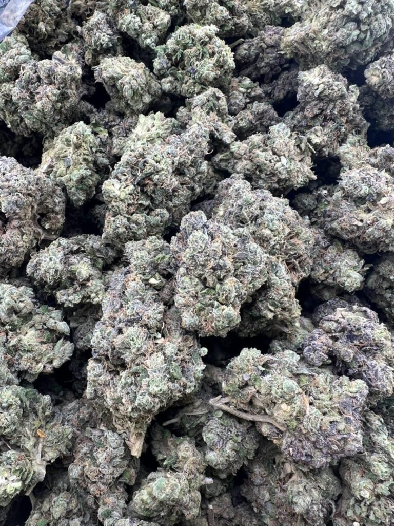 sour tangie strain